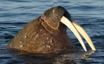 Без них, немов без рук для чого потрібні бивні моржам (немов) Без них, немов без рук для чого потрібні бивні моржам
