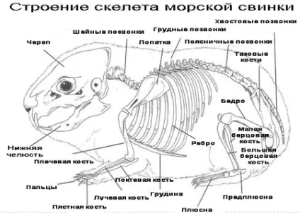 Анатомія морської свинки - розплідник морських свинок Меджік пігс