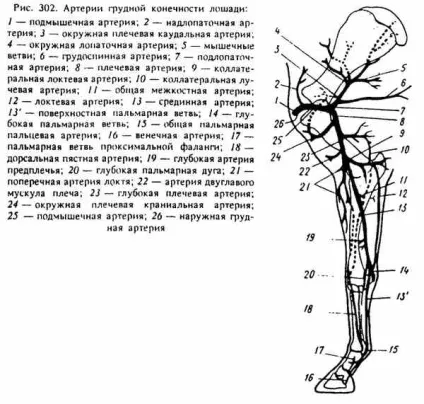 Артерії грудної кінцівки