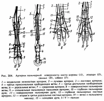 Артерії грудної кінцівки