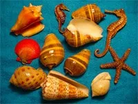 Як ростуть морські раковини (морські) Як ростуть морські раковини