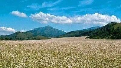Як росте гречка - легка справа