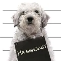 Часті помилки собаківників при вихованні щеняти і собаки (собаки) Часті помилки собаківників при вихованні щеняти і собаки