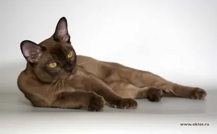 Бурманська кішка (фото, відео)