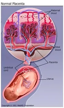 Що таке плацента, будова плаценти, функції плаценти (плаценти) Що таке плацента, будова плаценти, функції плаценти