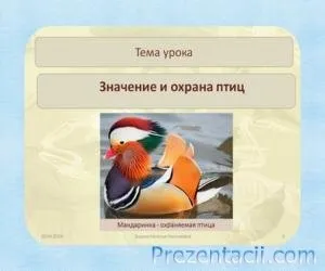 Що ми знаємо про птахів