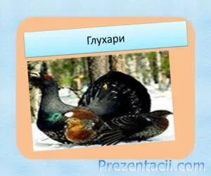 Що ми знаємо про птахів