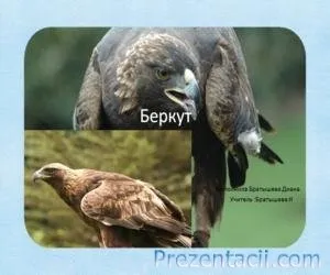 Що ми знаємо про птахів