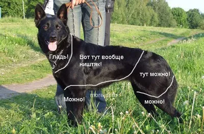 Чим відрізняється собака від кішки