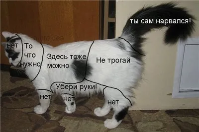 Чим відрізняється собака від кішки