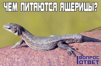 Чим харчуються ящірки список продуктів для плазунів, корисні поради по догляду (ящірки) Чим харчуються ящірки список продуктів для плазунів, корисні поради по догляду