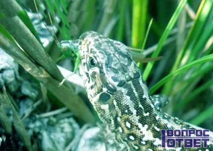 Чим харчуються ящірки список продуктів для плазунів, корисні поради по догляду (ящірки) Чим харчуються ящірки список продуктів для плазунів, корисні поради по догляду