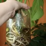 Квітка монстера в домашніх умовах, сад (монстера) Квітка монстера в домашніх умовах, сад