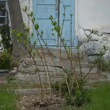 Декоративний чагарник дейція фото, опис сортів і видів, особливості вирощування та догляду (фото) Декоративний чагарник дейція фото, опис сортів і видів, особливості вирощування та догляду
