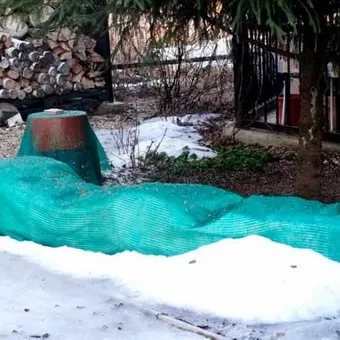 Декоративний чагарник дейція фото, опис сортів і видів, особливості вирощування та догляду (опис) Декоративний чагарник дейція фото, опис сортів і видів, особливості вирощування та догляду
