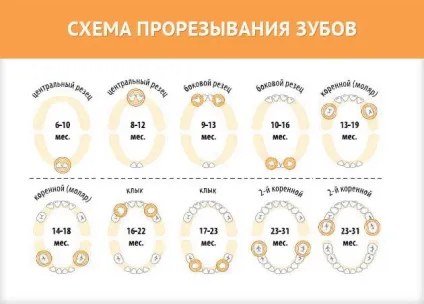 Дитяча стоматологія в Конотопі, стоматологія та лор на світу, 5 в Конотопі (стоматологія) Дитяча стоматологія в Конотопі, стоматологія та лор на світу, 5 в Конотопі