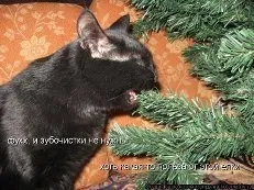 ялинові голки