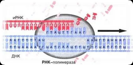 ДНК - носій наследсвенной нформации