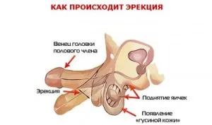 Еректильна дисфункція, симптоми і народні засоби лікування еректильна дисфункції (еректильна дисфункція) Еректильна дисфункція, симптоми і народні засоби лікування еректильна дисфункції