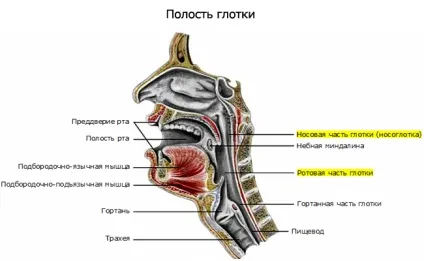 Фарингіт і чим він небезпечний