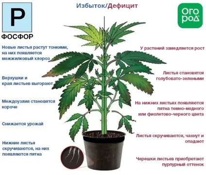 Фосфорні добрива - властивості, які бувають, як вносити (бувають) Фосфорні добрива - властивості, які бувають, як вносити