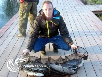 Де і на що ловити форель в ленінградській області всі види риби способи і місця лову у водоймах (ловити) Де і на що ловити форель в ленінградській області всі види риби способи і місця лову у водоймах