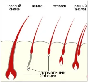 Цікаві факти про втрату і зростанні волосся (факти) Цікаві факти про втрату і зростанні волосся
