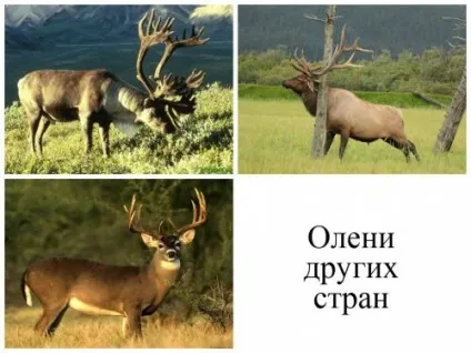 Цікава інформація про благородних оленів і способи полювання на нього в різних країнах з відео