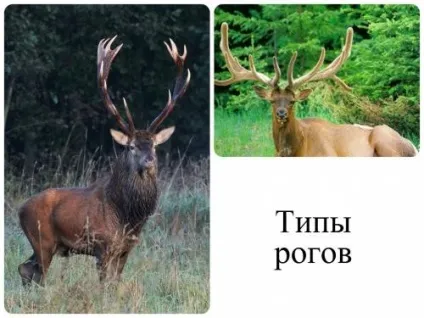 Цікава інформація про благородних оленів і способи полювання на нього в різних країнах з відео