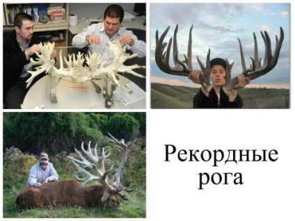 Цікава інформація про благородних оленів і способи полювання на нього в різних країнах з відео