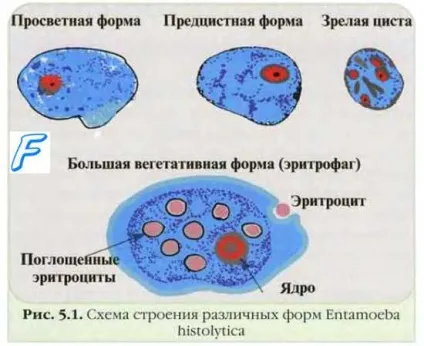 Інтенсивність епідемічного процесу