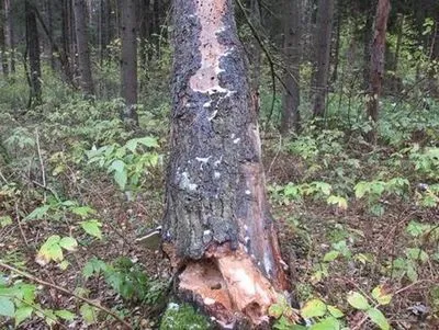 Як позбутися від шашеля в будинку