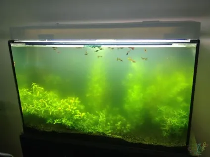 Як позбутися від зелених водоростей, акваріумістика (позбутися) Як позбутися від зелених водоростей, акваріумістика