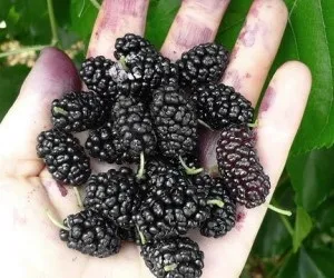 Як відіпрати шовковицю - веселий будинок (миючий засіб посуду) Як відіпрати шовковицю - веселий будинок
