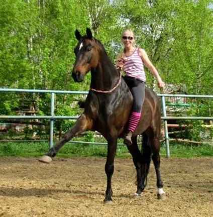 Як навчити коня іспанському кроку підготовка, розтяжка, вправи, рекомендації (кінь) Як навчити коня іспанському кроку підготовка, розтяжка, вправи, рекомендації