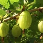 Як посадити і розмножити агрус (агрус) Як посадити і розмножити агрус