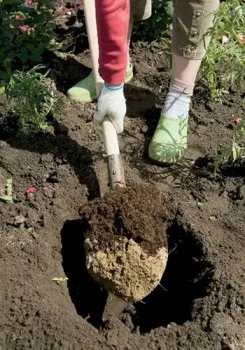 Як посадити і розмножити агрус (посадити) Як посадити і розмножити агрус
