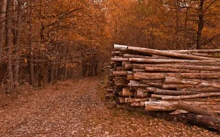 Як отримати безкоштовні дрова (отримати) Як отримати безкоштовні дрова