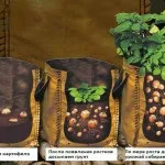 Як зробити ефірну олію апельсина будинку (масло) Як зробити ефірну олію апельсина будинку
