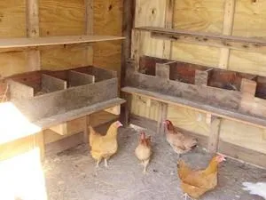 Як зробити курник своїми руками етапи будівництва і облаштування пташника (своїми) Як зробити курник своїми руками етапи будівництва і облаштування пташника