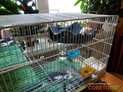 Як зробити гамак своїми руками для морської свинки і для тхора з відео (свинки) Як зробити гамак своїми руками для морської свинки і для тхора з відео