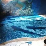 Як зробити цементний полімерний акриловий наливна підлога у ванній кімнаті (ванною) Як зробити цементний полімерний акриловий наливна підлога у ванній кімнаті