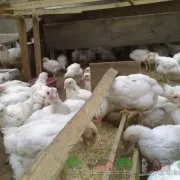 Як працює інкубатор квочка з автоматичним переворотом яєць пристрій та інструкція по (автоматичним) Як працює інкубатор квочка з автоматичним переворотом яєць пристрій та інструкція по