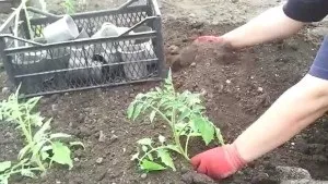 Як садити яка переросла розсаду огірків і чи можна це робити (розсаду) Як садити яка переросла розсаду огірків і чи можна це робити