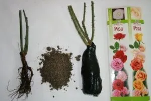 Як зберегти куплену троянду до посадки (троянду) Як зберегти куплену троянду до посадки
