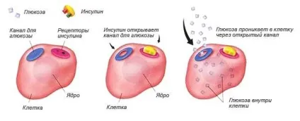 Як знизити інсулін в крові народними засобами (крові) Як знизити інсулін в крові народними засобами