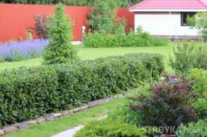 Як створити котеджне сад своїми руками ділянку, сад, город, дача - ландшафтний дизайн (будівельний портал москви) Як створити котеджне сад своїми руками ділянку, сад, город, дача - ландшафтний дизайн