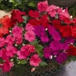 Як виростити бальзамін з насіння, види бальзаміну фото і назви (бальзаміну) Як виростити бальзамін з насіння, види бальзаміну фото і назви