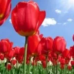 Як виростити лілії на дачній ділянці (дачній) Як виростити лілії на дачній ділянці