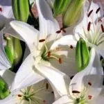 Як виростити лілії на дачній ділянці (Правила посадки лілій) Як виростити лілії на дачній ділянці